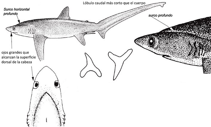 Alopias superciliosus_02